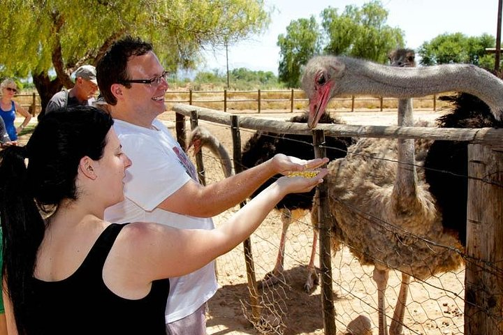 Skip the Line: Highgate Ostrich Farm Tour Ticket - Photo 1 of 6